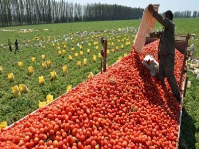 tomato harvest 02.jpg