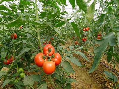 tomato 02.jpg