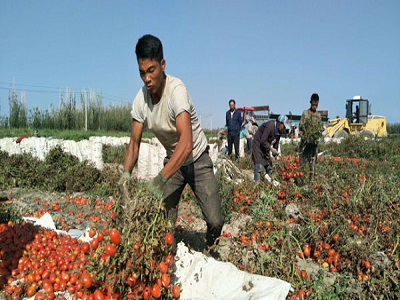 tomato harvest.jpg